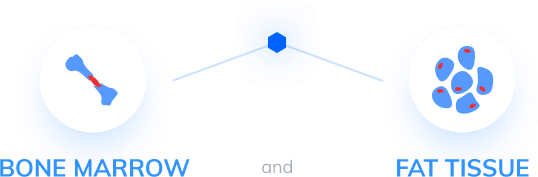 Bone Marrow Aspirate Concentrate Procedure